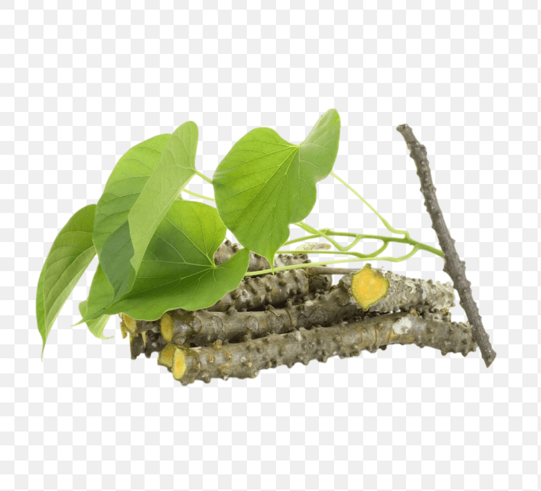 Guduchi (Giloy)