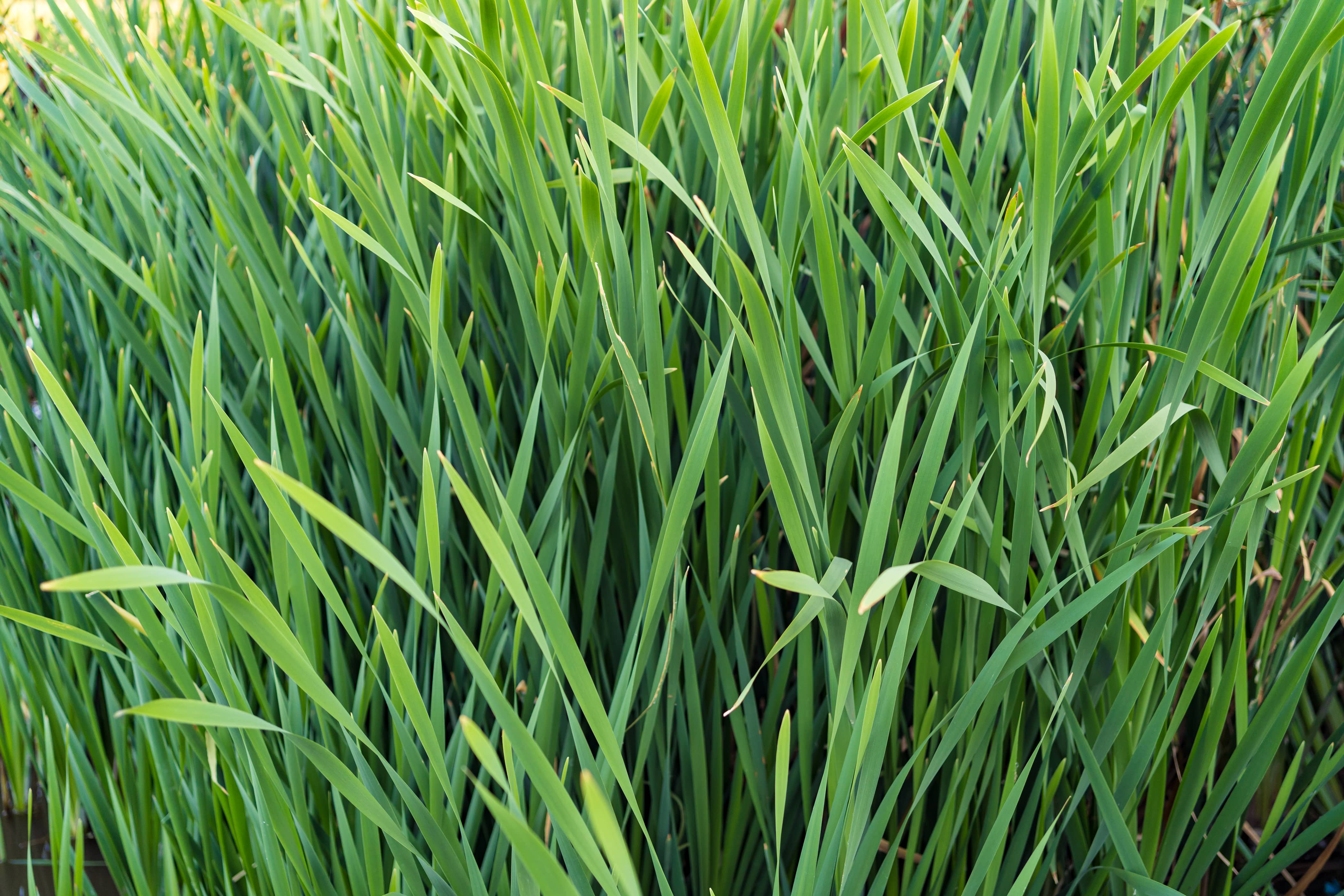 Lemongrass Flavor