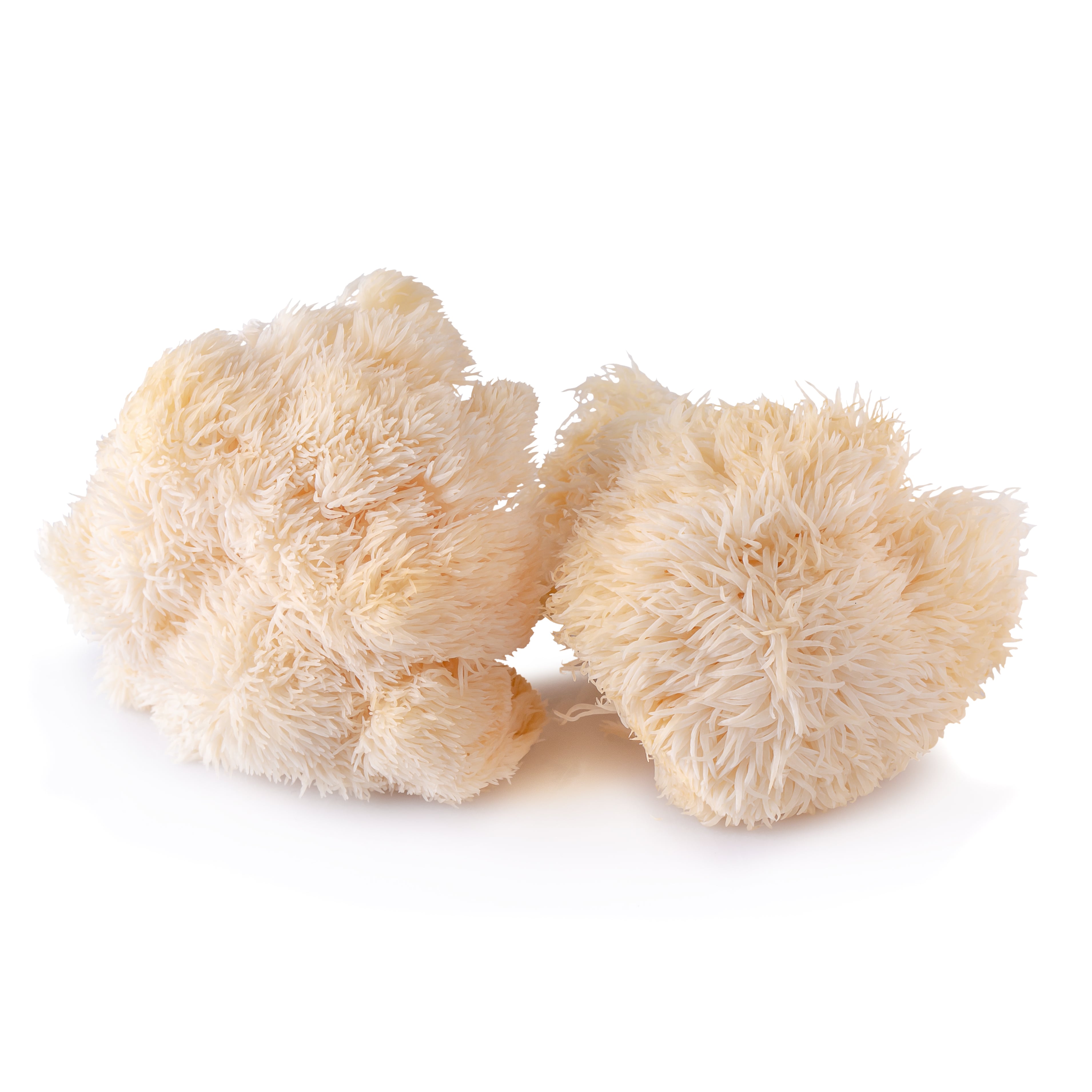 Lion's Mane Mushroom Extract