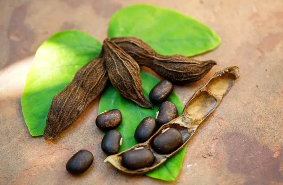 Mucuna Pruriens (L-Dopa)