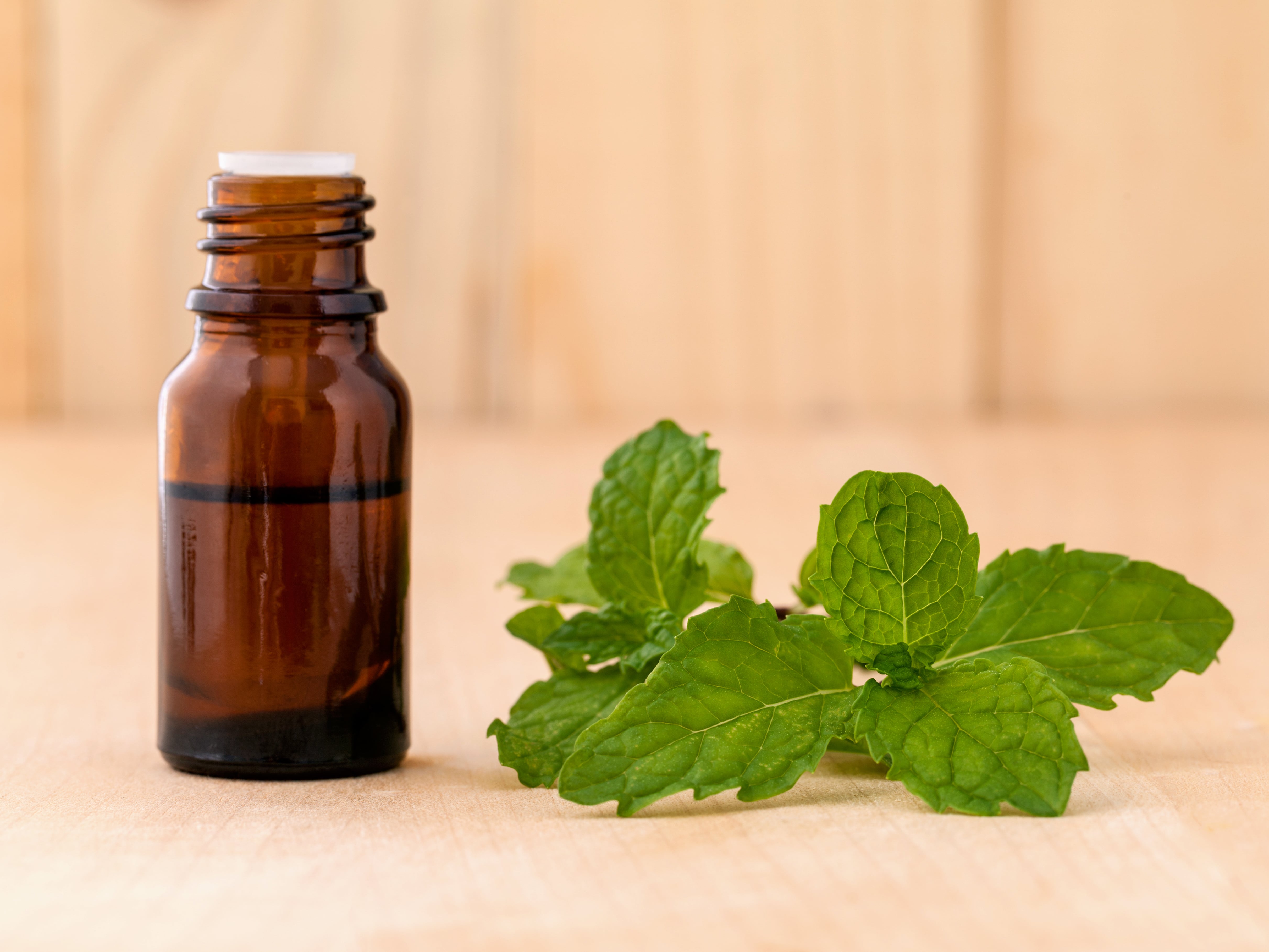 Tulsi Oil