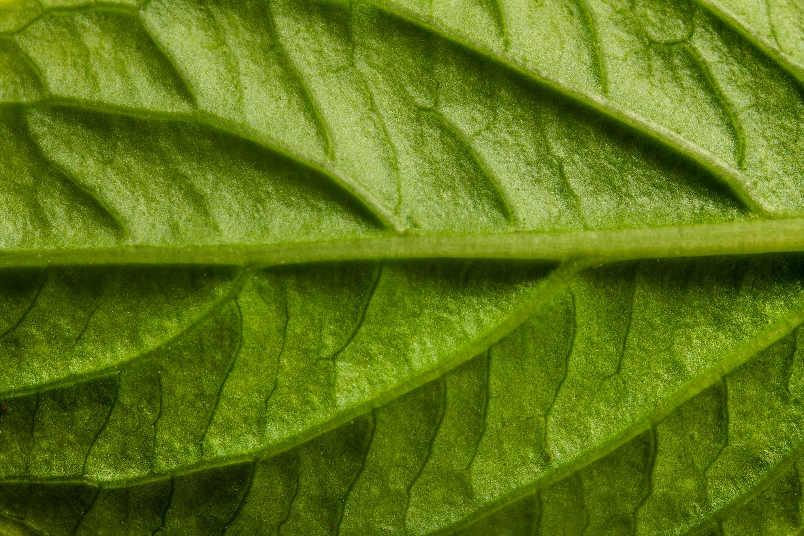 Chlorophyll