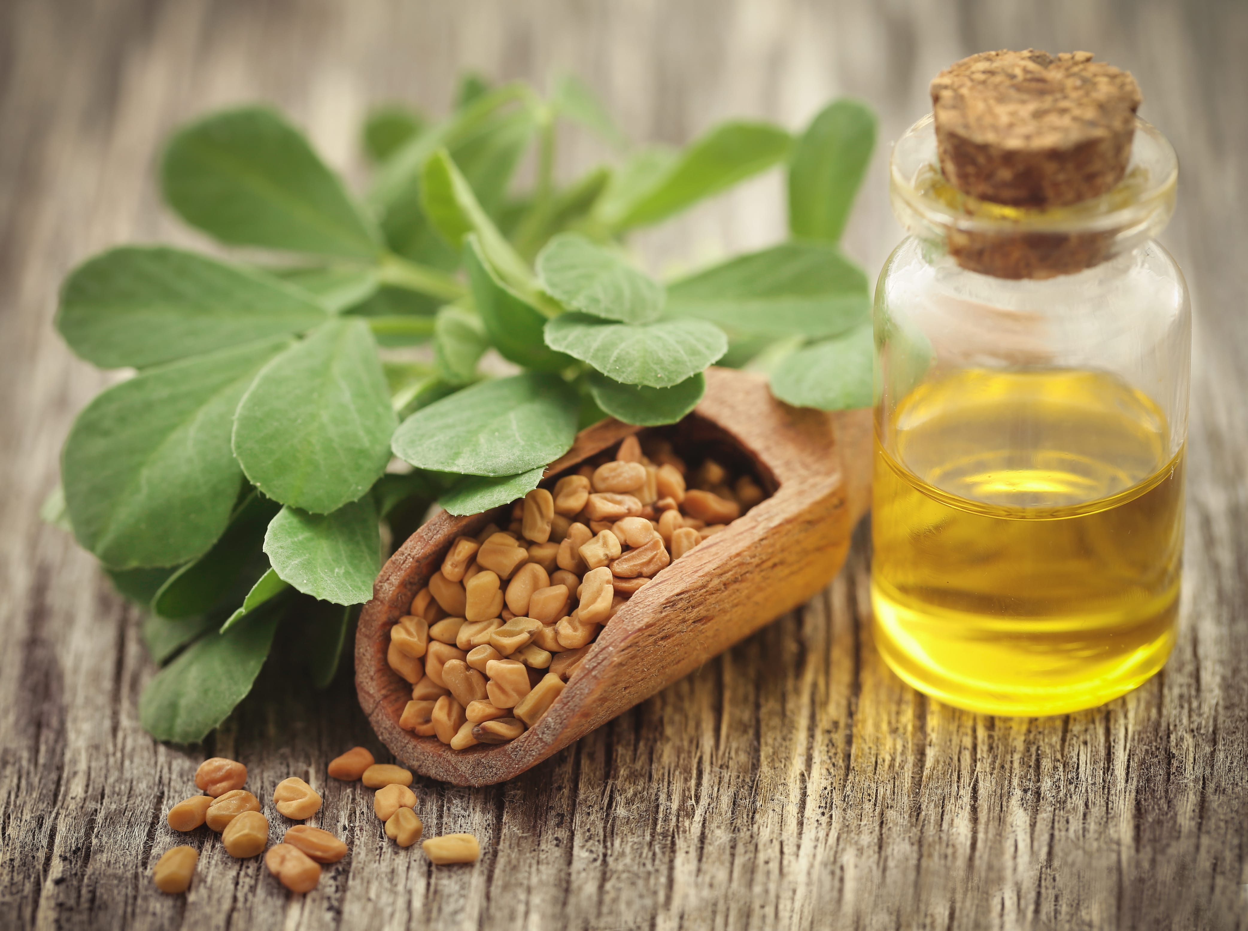 Fenugreek Oil