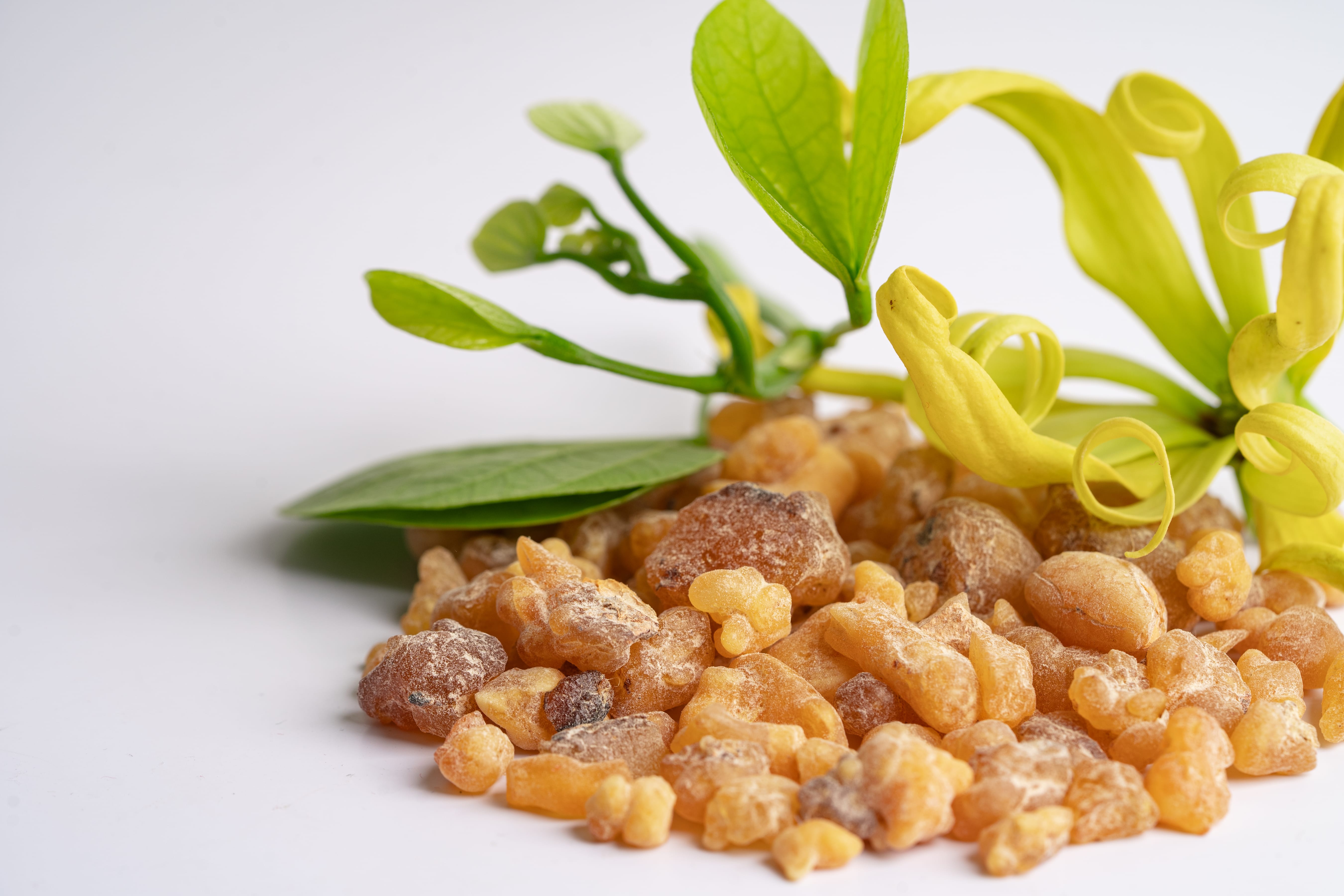 Boswellia Serrata Extract (Indian frankincense)