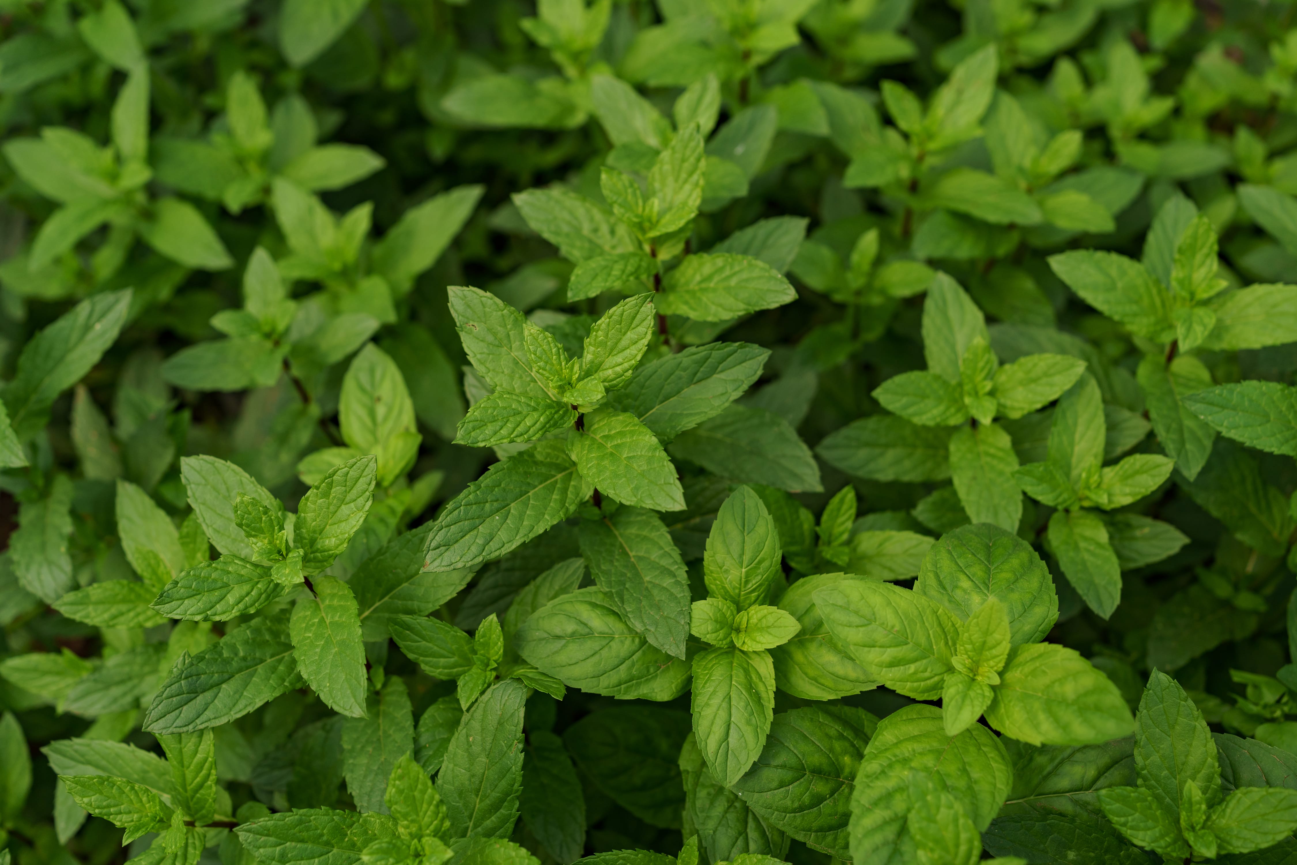 Mint Flavor