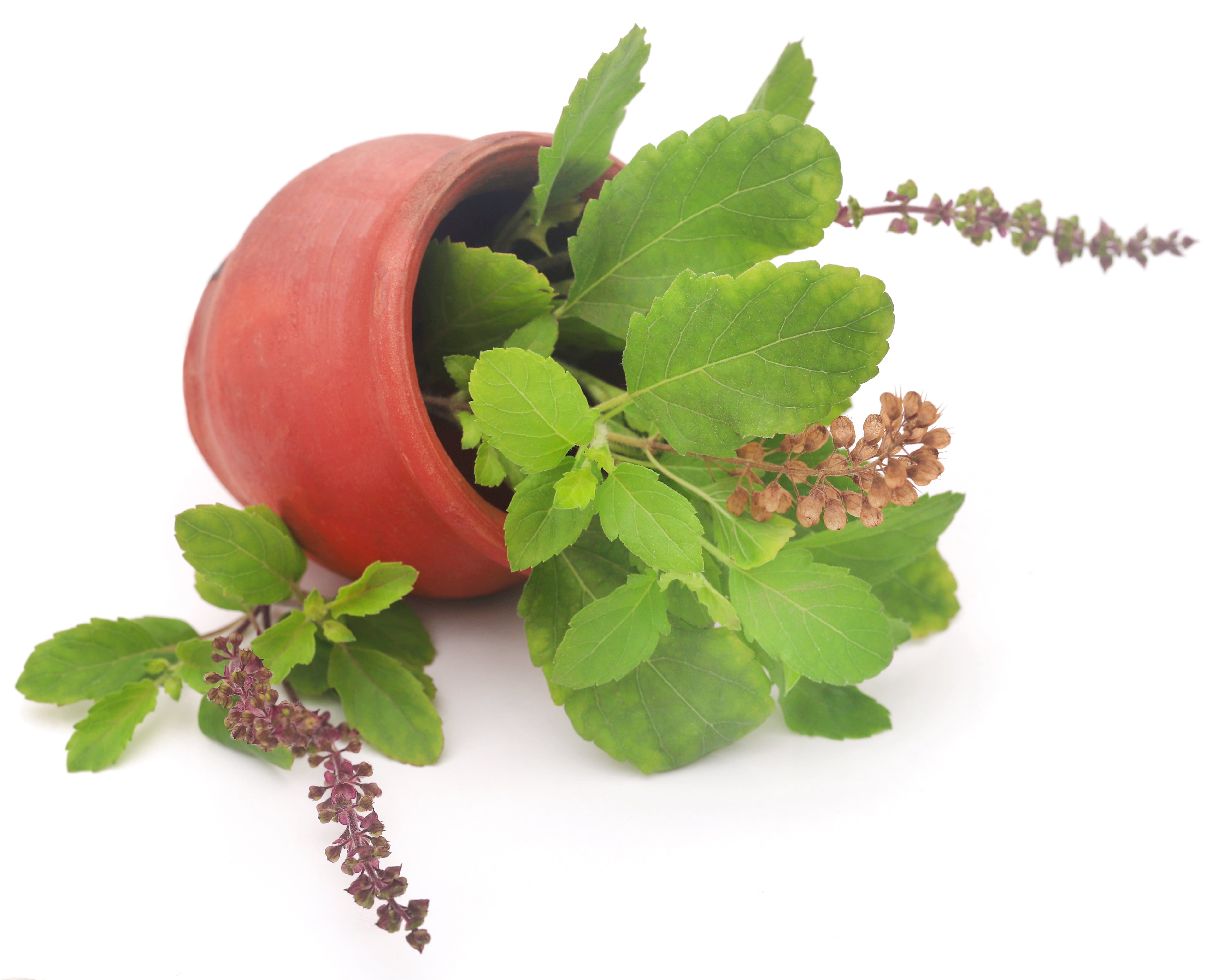 Tulsi (Holy Basil)