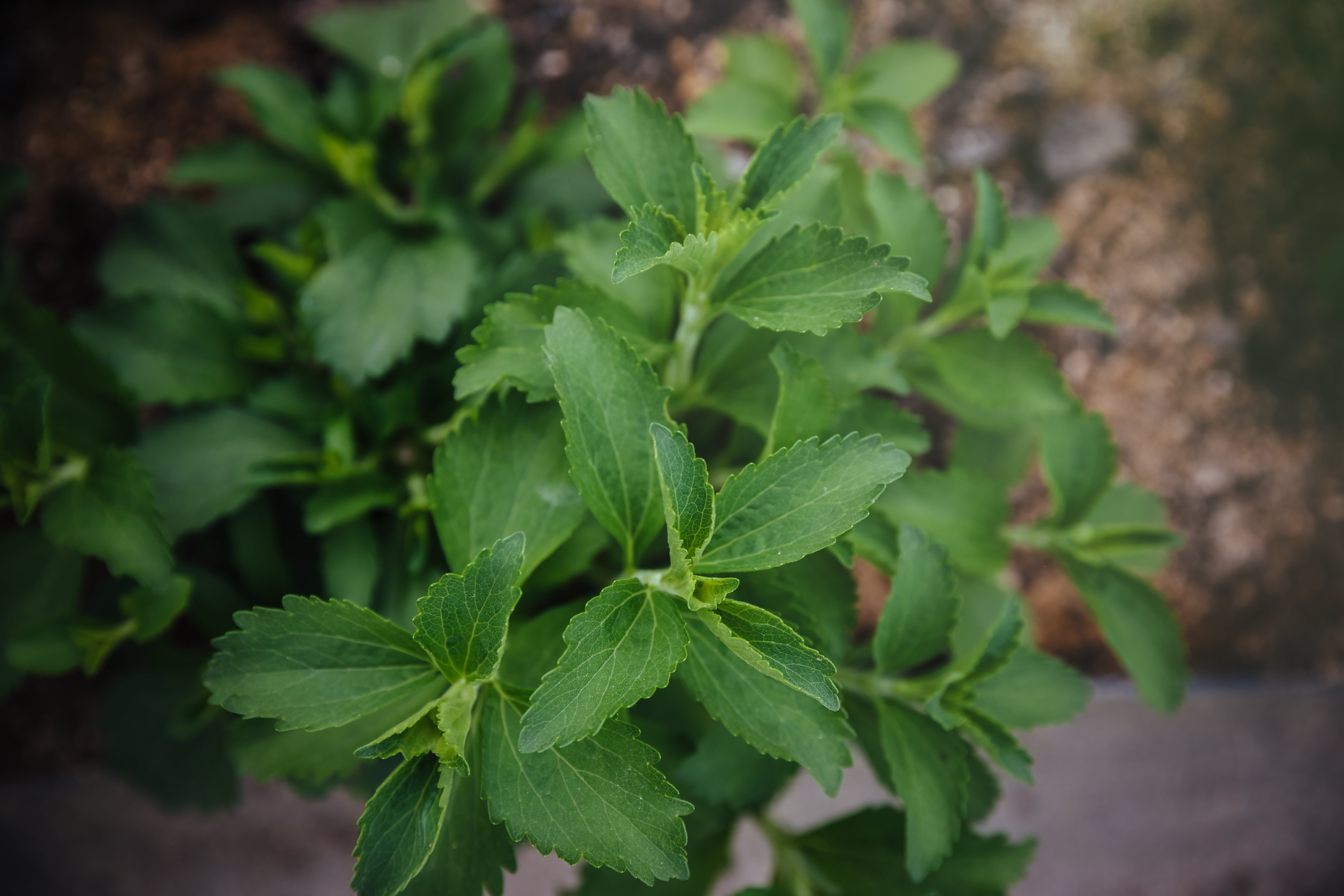 Stevia